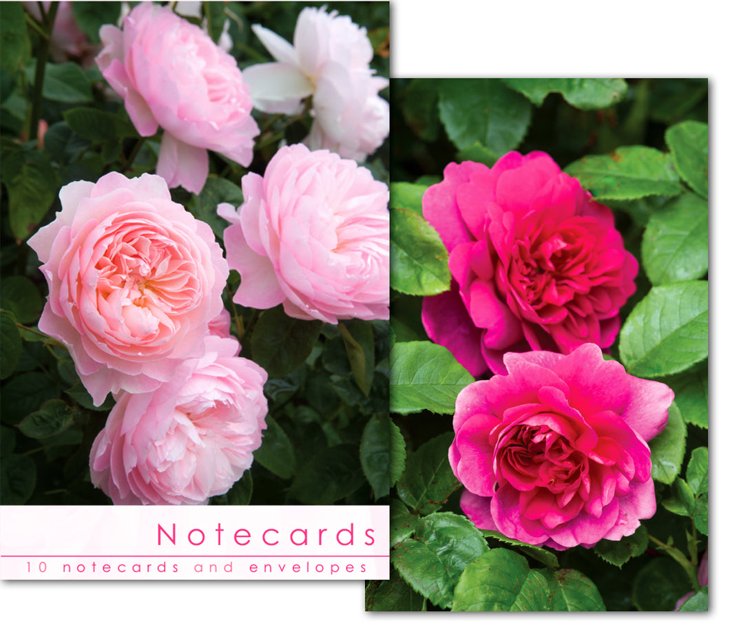 Notecard Wallet - Rich Pink Roses (10 cards)