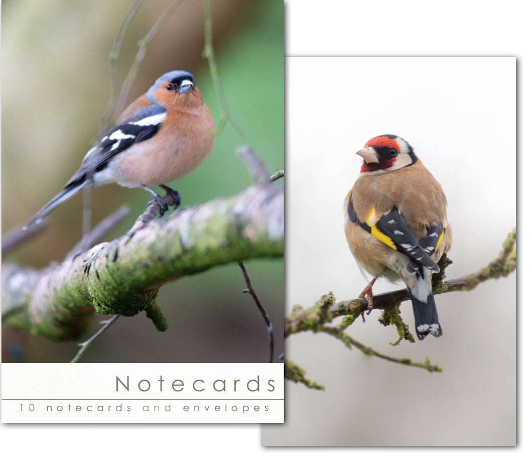 Notecard Wallet - Finches (10 cards)