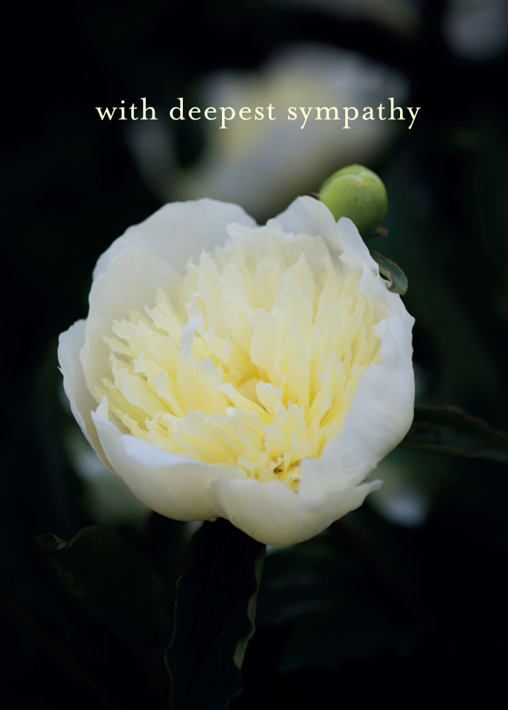 Sympathy Card - White Paeony