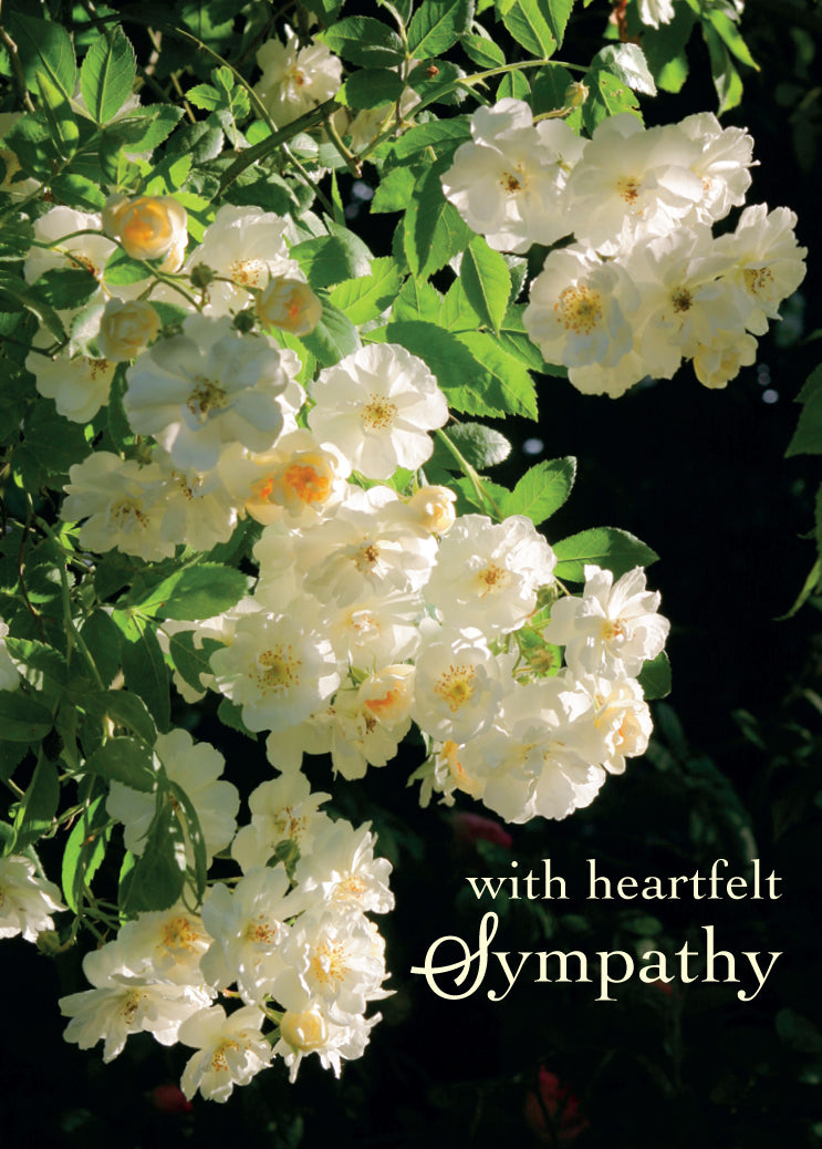 Sympathy Card - Tumbling Roses