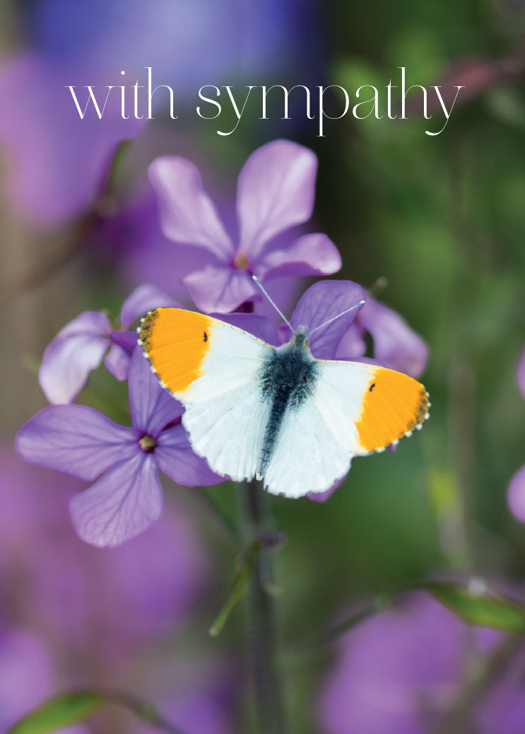 Sympathy Card - Orange Tip Butterfly