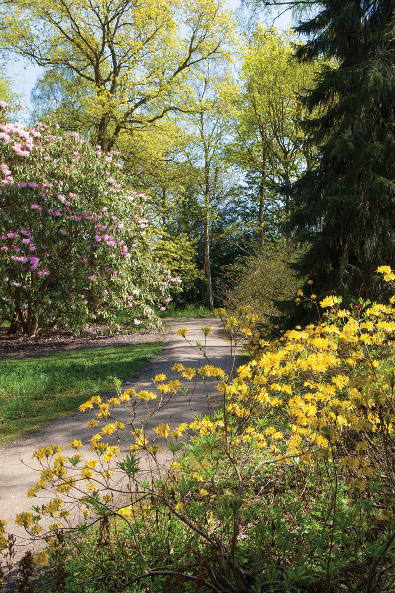 Blank Card - Woodland RHS Harlow Carr