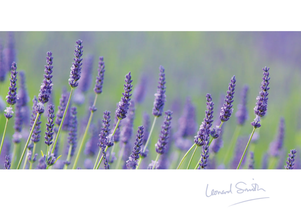 Blank Card - Lavender Stems