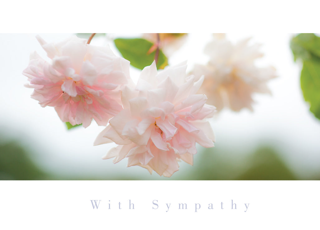 Sympathy Card - Soft Pink Roses