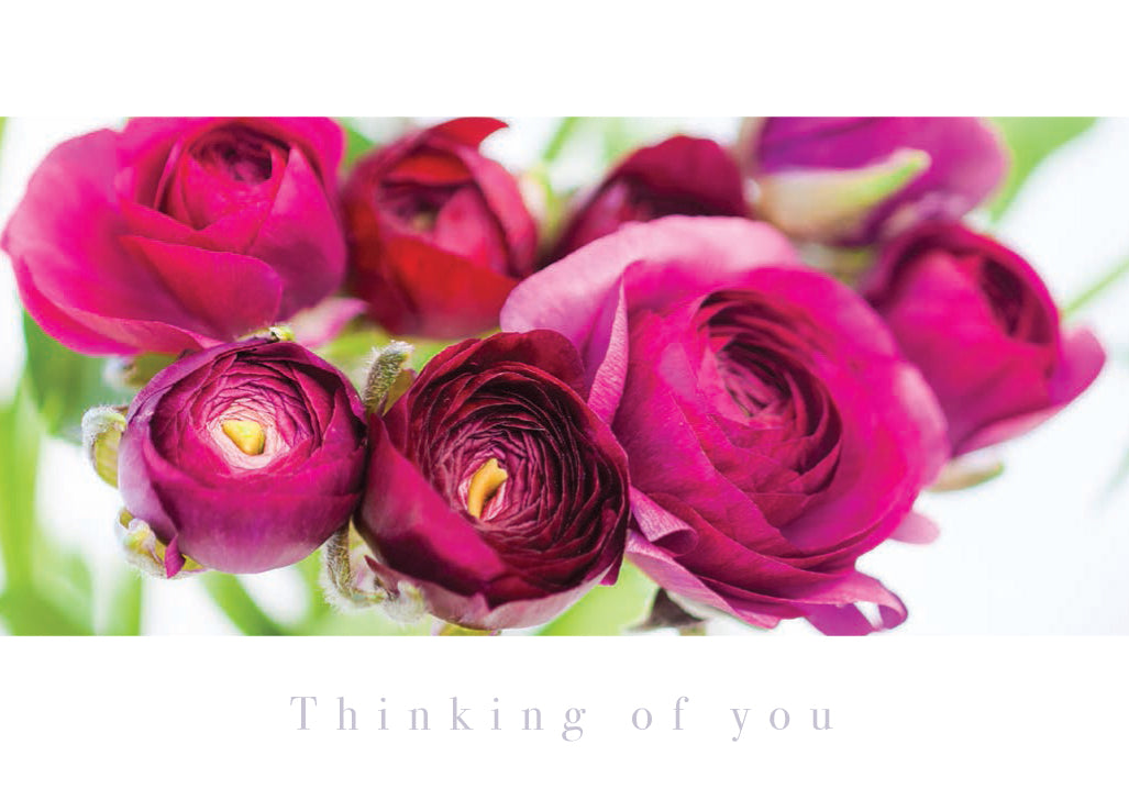 Thinking of You Card - Dark Pink Ranunculas