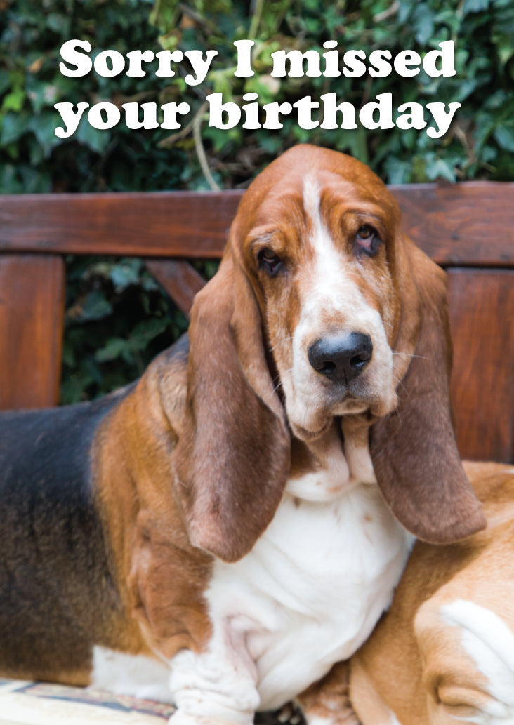 Belated Birthday Card - Bassett On Bench