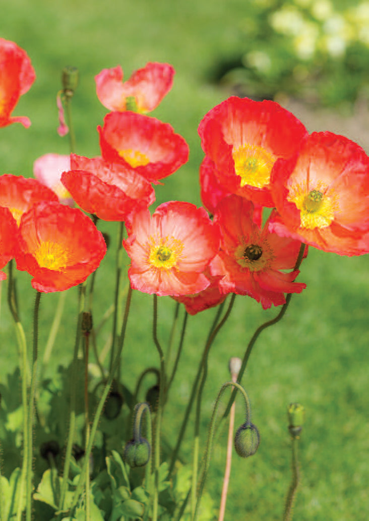 Blank Card - Bright Poppies