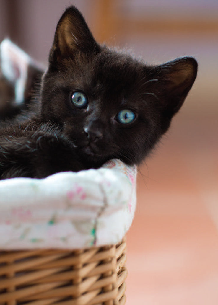 Blank Card - Black Kitten In Basket