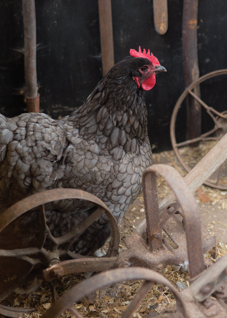 Blank Card - Hen In Garden Shed