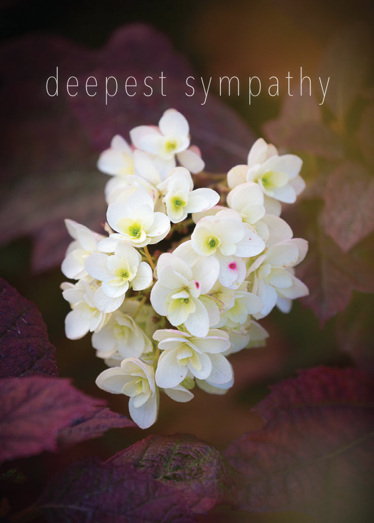 Sympathy Card - Hydrangea Close Up