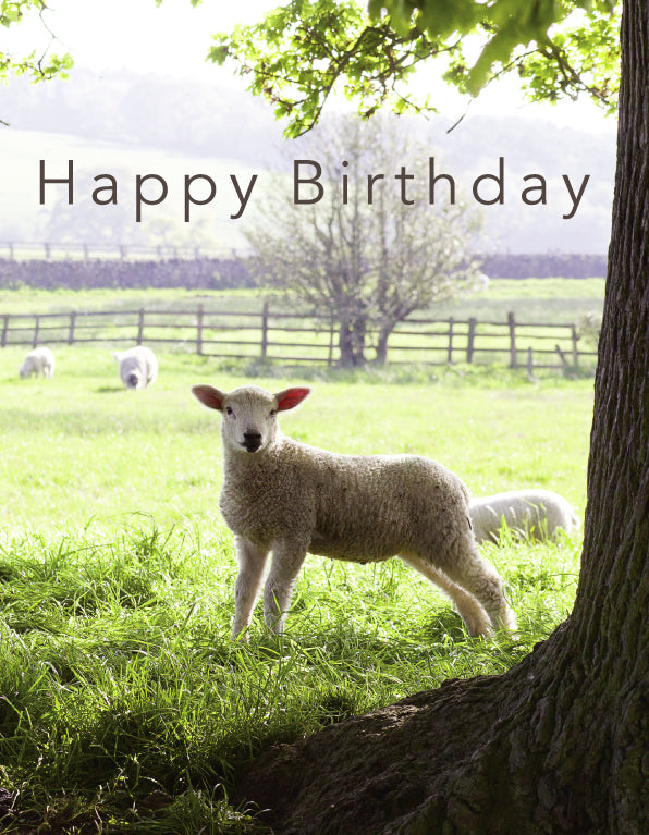 Birthday Card - Lamb Near Tree