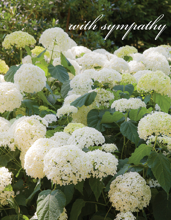 Sympathy Card - White Hydrangea Bush