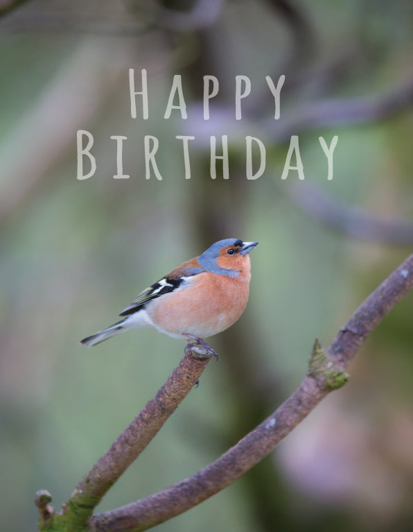 Birthday Card - Chaffinch On Twig