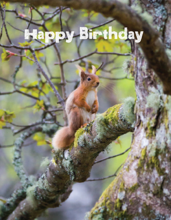 Birthday Card - Red Squirrel In Tree