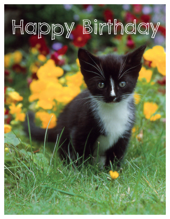 Birthday Card - Kitten Near Flowers