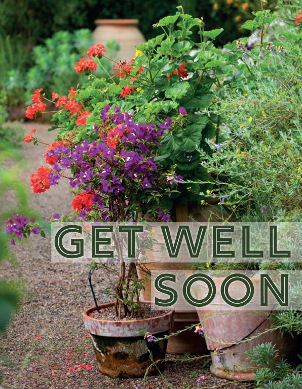 Get Well Card - Terracotta Planting