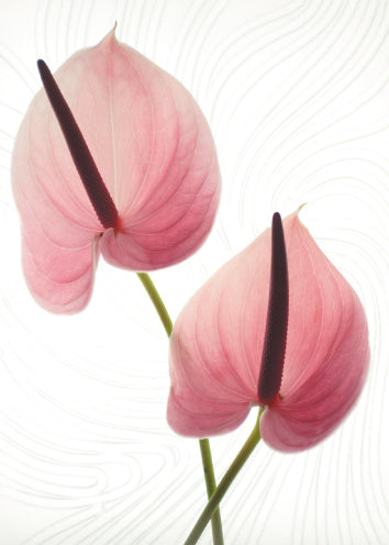 Blank Card - Pink Flowers