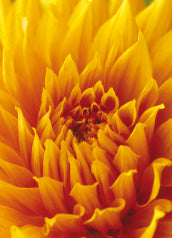 Blank Card - Closeup Yellow Chrysanthemum
