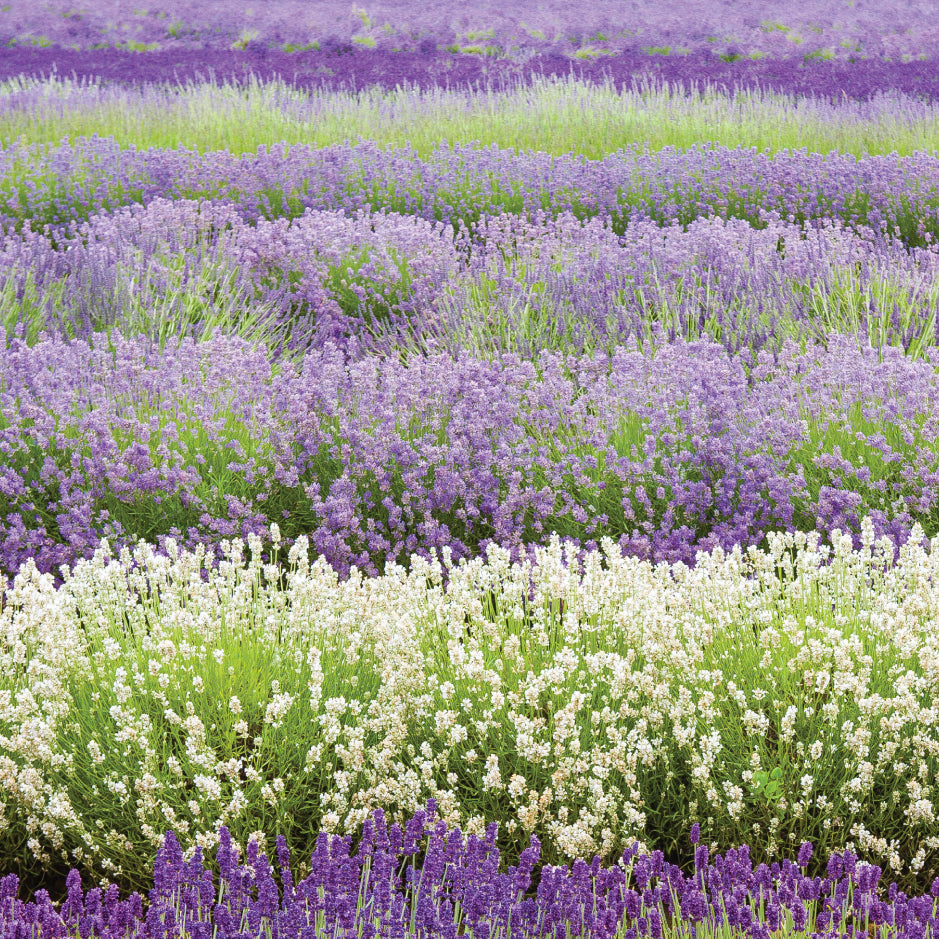 Blank Card - Lavender Field Close Up