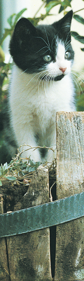 Card Bookmark - Kitten In Wooden Barrel