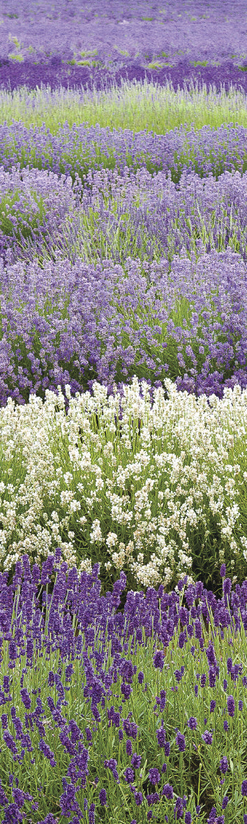 Card Bookmark - Lavender Fields