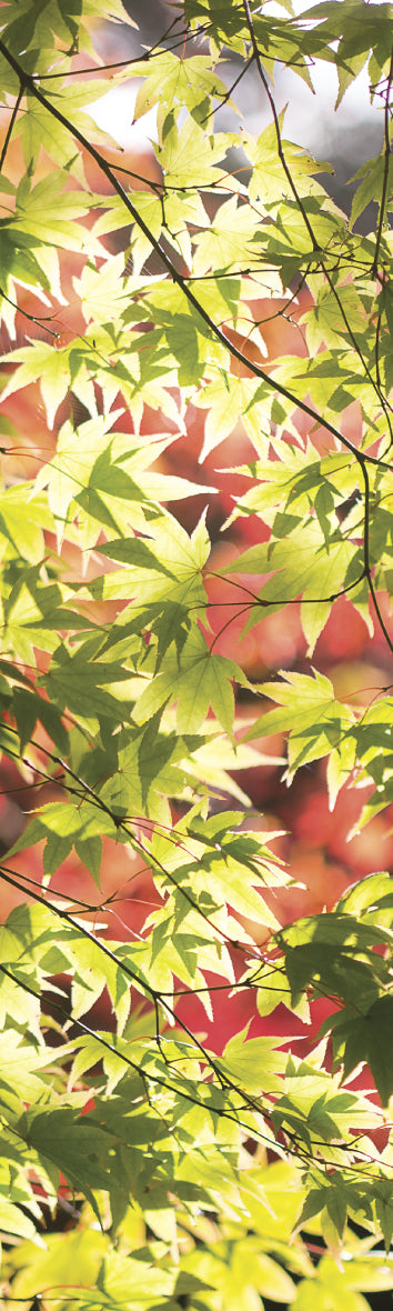 Card Bookmark - Autumn Maple Leaves