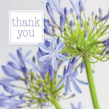 Load image into Gallery viewer, Photonotes Notecards - Agapanthus Heads (pack of 5)
