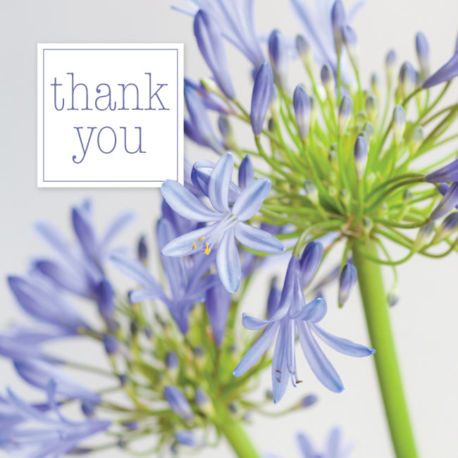 Photonotes Notecards - Agapanthus Heads (pack of 5)