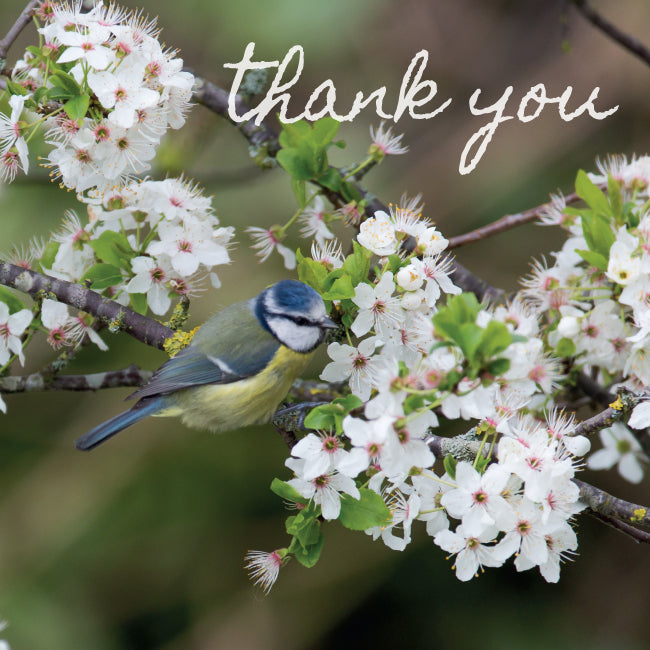 Photonotes Notecards - Bluetit In Blossom (pack of 5)