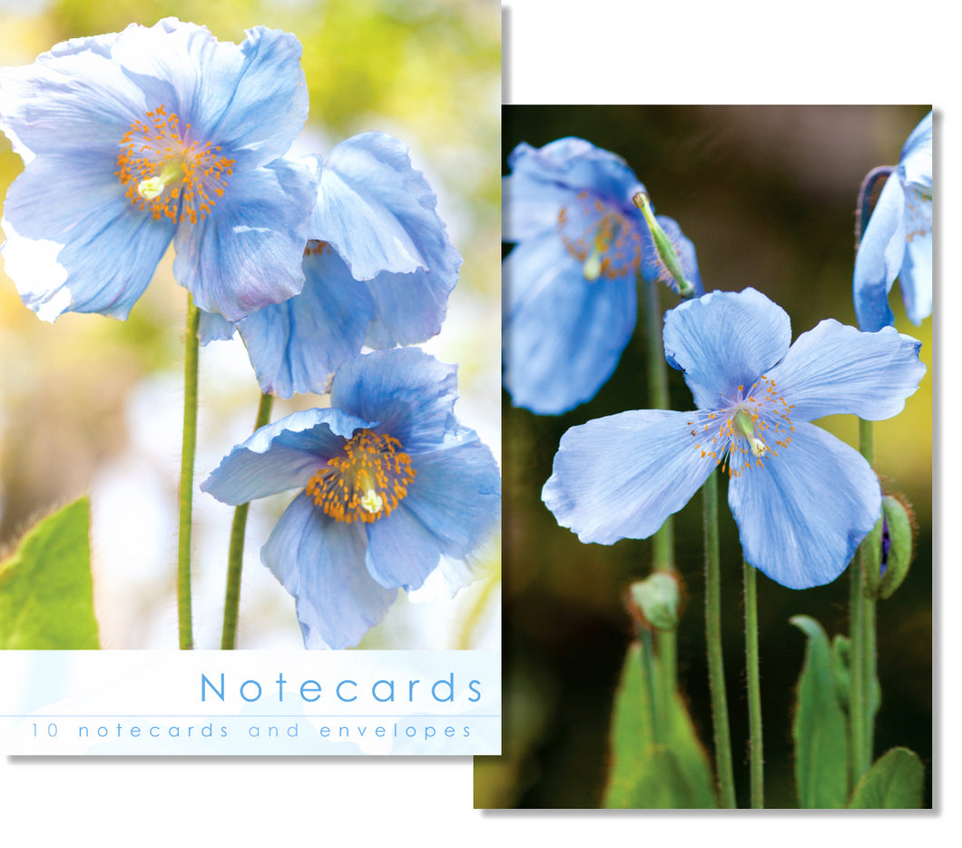 Notecard Wallet - Meconopsis Flowers (10 cards)