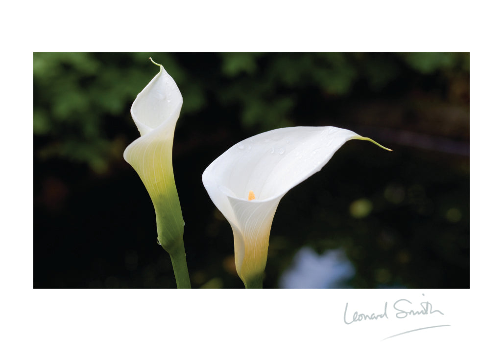 Blank Card - Calla Lilies