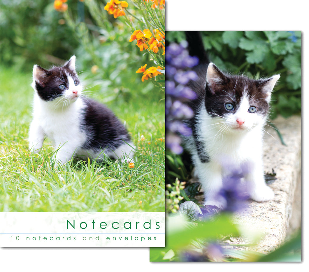 Notecard Wallet - Kitten (10 cards)