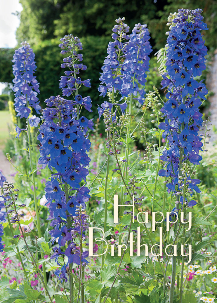 Birthday Card - Blue Delphiniums