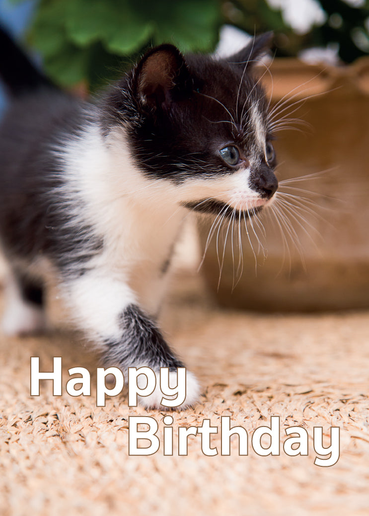 Birthday Card - Black and White Kitten