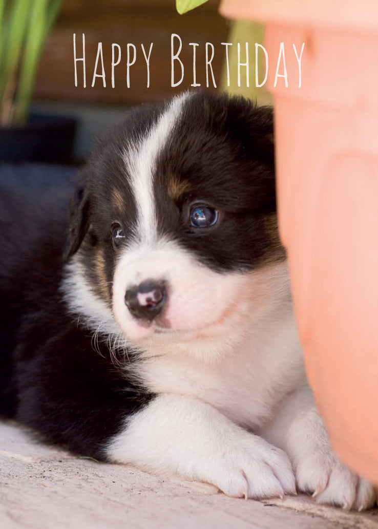 Birthday Card - Border Collie Pup