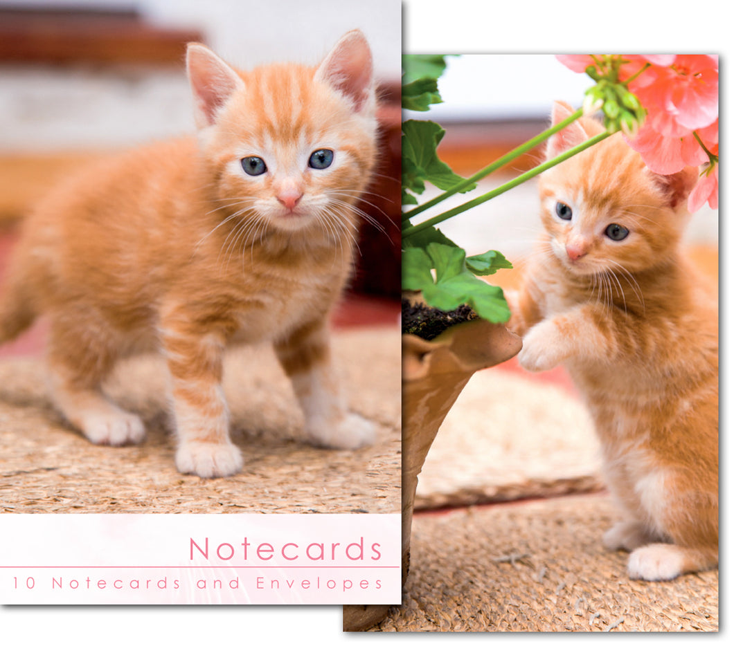 Notecard Wallet - Ginger Kitten (10 cards)