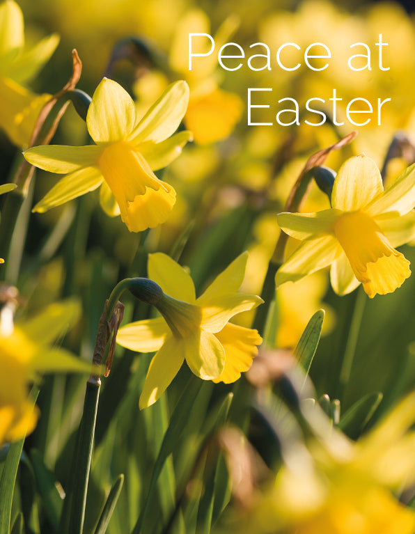 Easter Card - Daffodils/Peace at Easter (pack of 4)