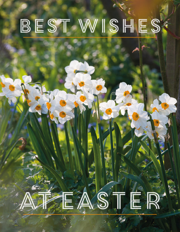 Easter Card - White Narcissi (pack of 4)