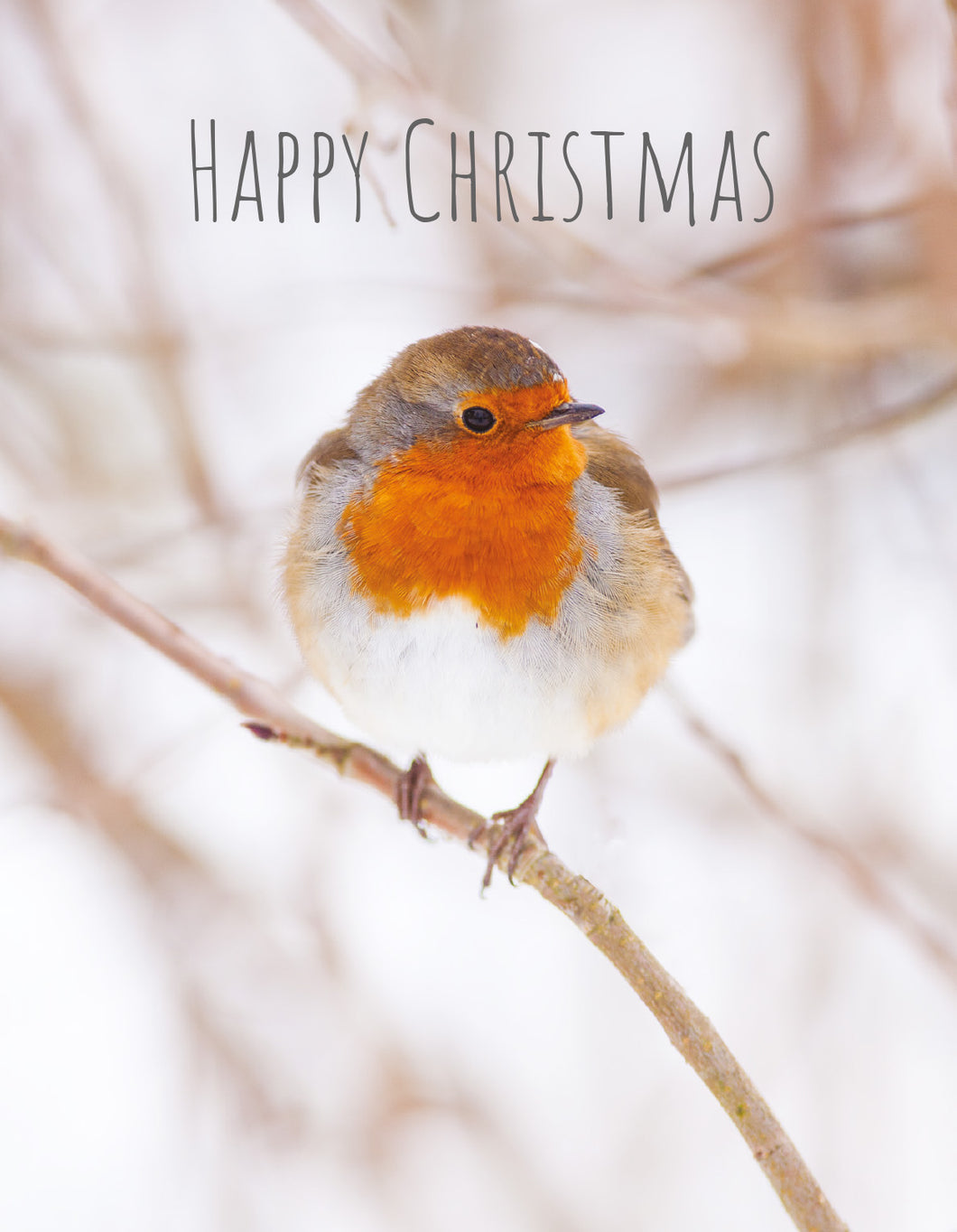 Christmas Card - Robin (pack of 4)