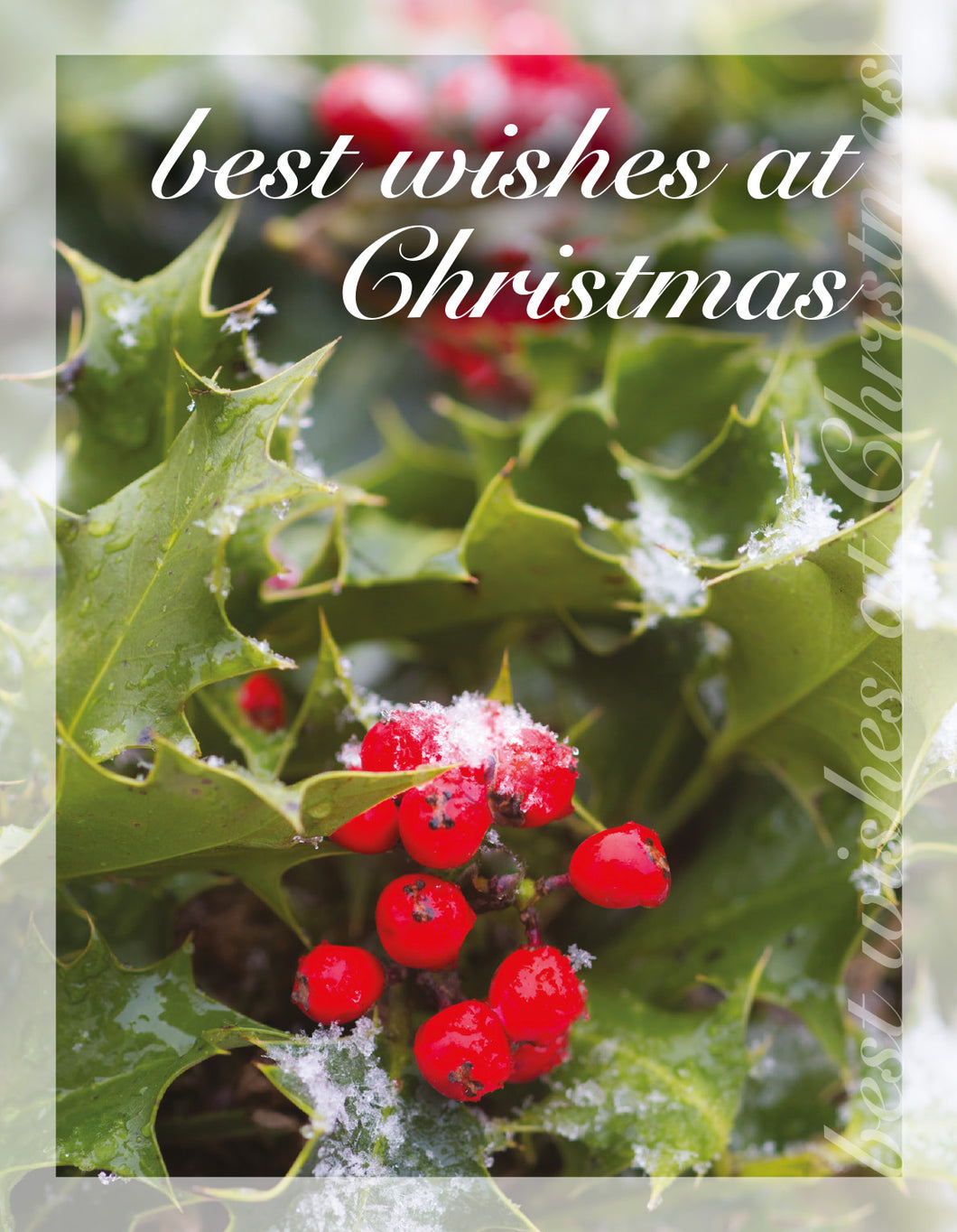 Christmas Card - Holly (pack of 4)