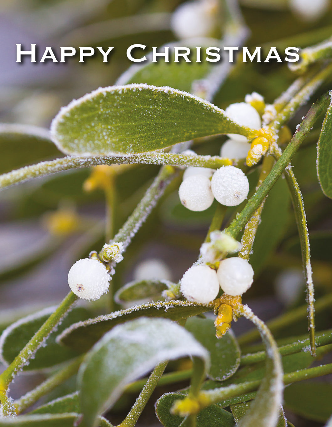 Christmas Card - Mistletoe (pack of 4)