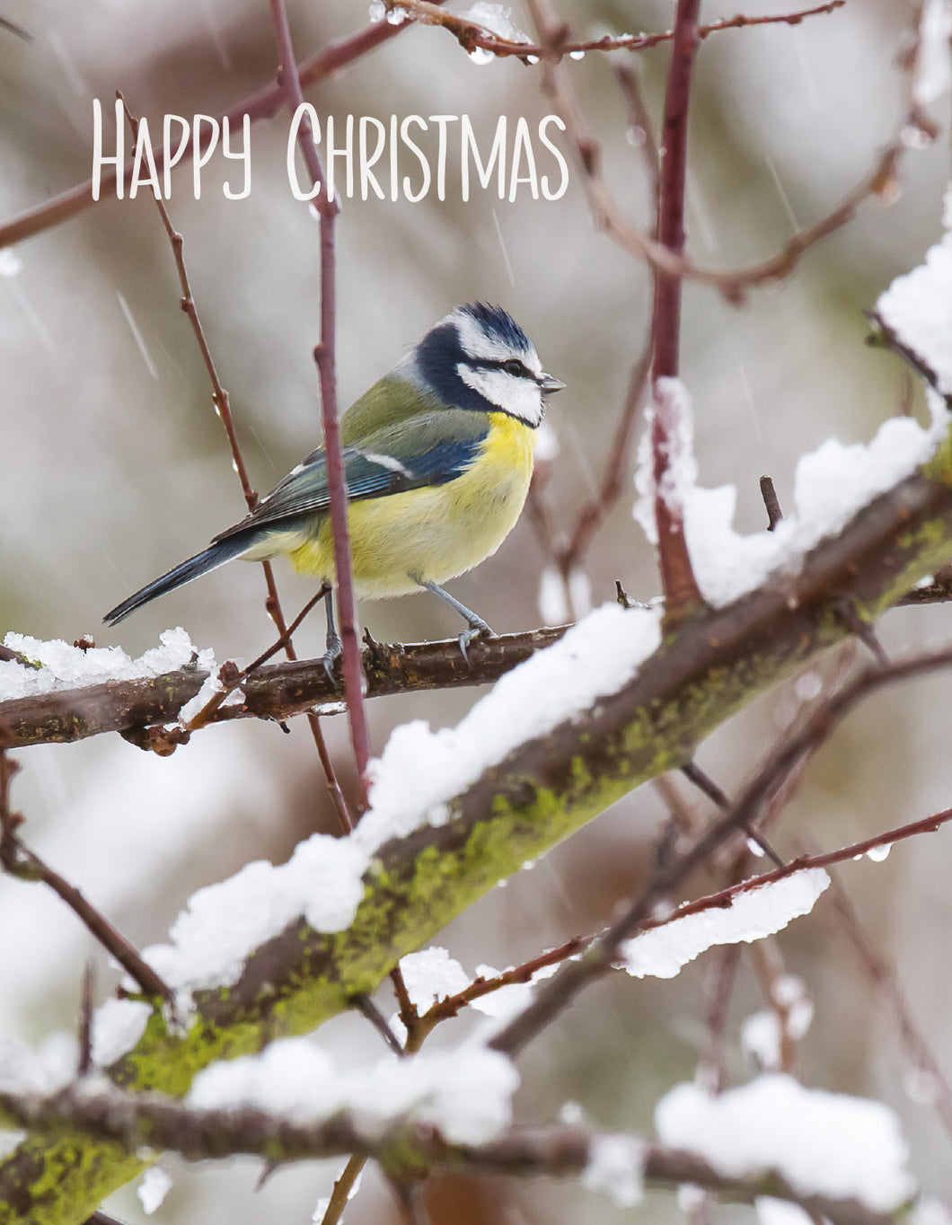 Christmas Card - Blue Tit (pack of 4)
