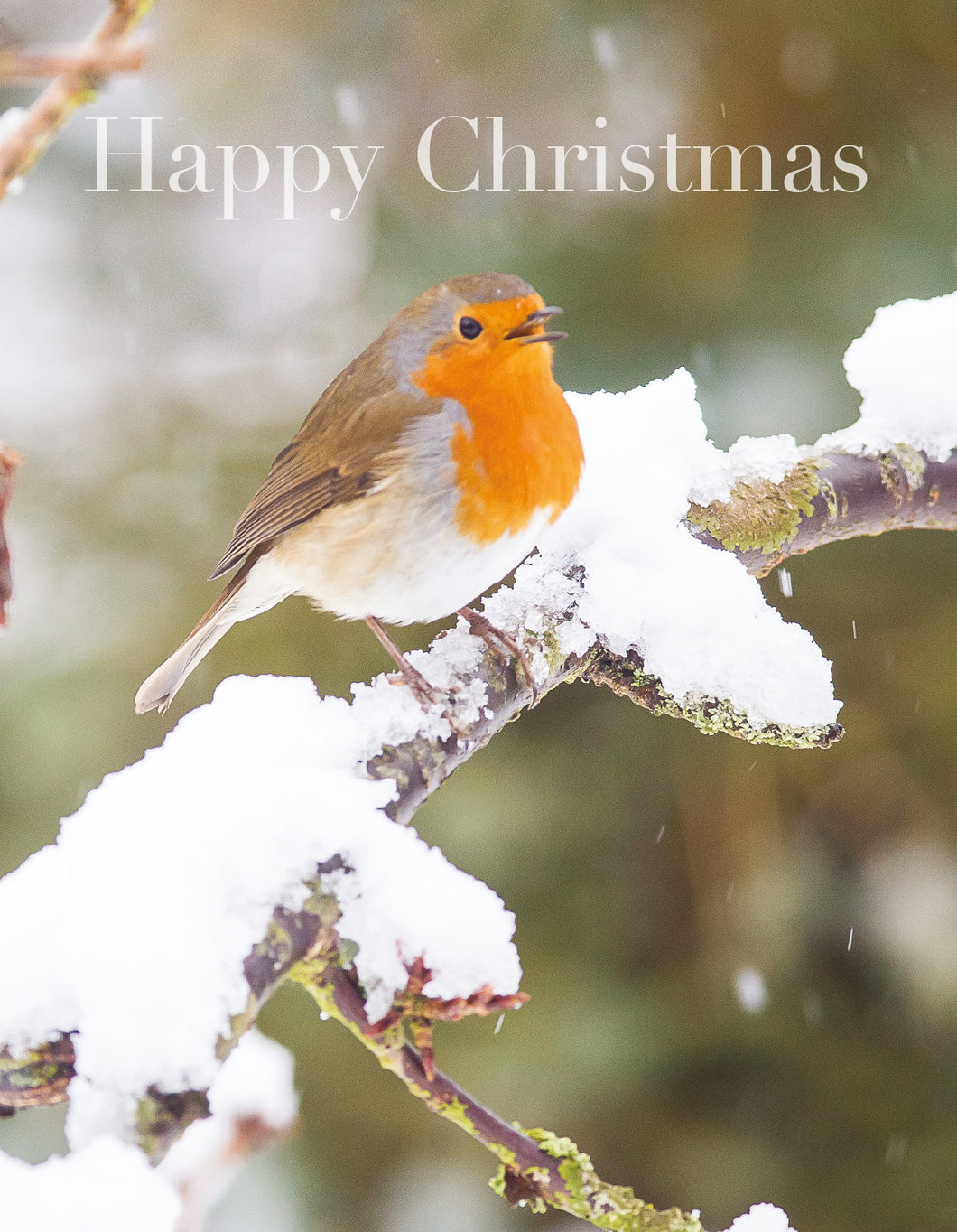 Christmas Card - Robin/Snow (pack of 4)